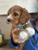 Leo, a male Cavapoo for sale in Carlsbad, CA – 1 of 10