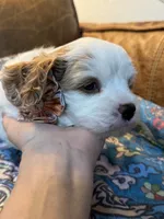 Bonnie, a female Cavapoo for sale in Carlsbad, CA – 7 of 10