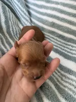 Red Cavapoo boy 1, a male Cavapoo for sale in Carlsbad, CA – 6 of 10