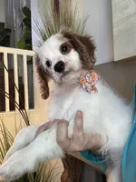 Bonnie, a female Cavapoo for sale in Carlsbad, CA – 9 of 10