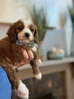 Henry, a male Cavapoo for sale in Carlsbad, CA – 7 of 10