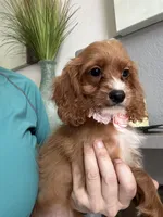 Gemma , a female Cavapoo for sale in Carlsbad, CA – 6 of 10