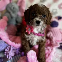 Penny Lane- Tiny Toy Girl Cavapoo girl , a female Cavapoo for sale in Carlsbad, CA – Photo 1 of 10