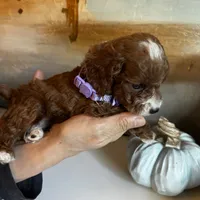 Penny Lane- Tiny Toy Girl Cavapoo girl , a female Cavapoo for sale in Carlsbad, CA – Photo 9 of 10
