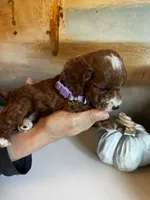 Penny, a female Cavapoo for sale in Carlsbad, CA – Photo 9 of 10