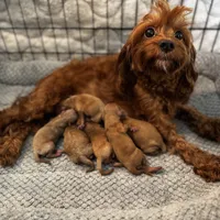 Penny Lane- Tiny Toy Girl Cavapoo girl , a female Cavapoo for sale in Carlsbad, CA – Photo 10 of 10