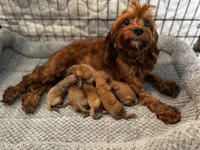 Penny, a female Cavapoo for sale in Carlsbad, CA – Photo 10 of 10