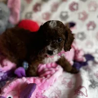 Penny Lane- Tiny Toy Girl Cavapoo girl , a female Cavapoo for sale in Carlsbad, CA – Photo 4 of 10