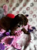 Penny, a female Cavapoo for sale in Carlsbad, CA – Photo 4 of 10