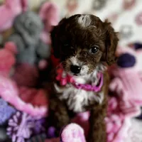 Penny Lane- Tiny Toy Girl Cavapoo girl , a female Cavapoo for sale in Carlsbad, CA – Photo 5 of 10