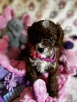 Penny, a female Cavapoo for sale in Carlsbad, CA – Photo 5 of 10