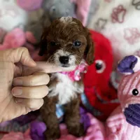 Penny Lane- Tiny Toy Girl Cavapoo girl , a female Cavapoo for sale in Carlsbad, CA – Photo 2 of 10