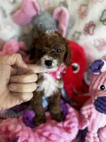 Penny, a female Cavapoo for sale in Carlsbad, CA – Photo 2 of 10