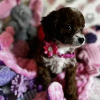 Penny Lane- Tiny Toy Girl Cavapoo girl , a female Cavapoo for sale in Carlsbad, CA – Photo 3 of 10