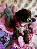 Penny, a female Cavapoo for sale in Carlsbad, CA – Photo 3 of 10