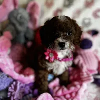 Penny Lane- Tiny Toy Girl Cavapoo girl , a female Cavapoo for sale in Carlsbad, CA – Photo 6 of 10