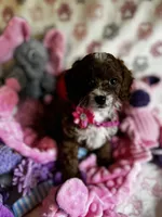 Penny, a female Cavapoo for sale in Carlsbad, CA – Photo 6 of 10