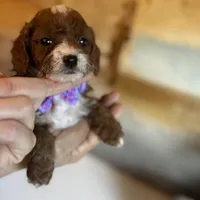 Penny Lane- Tiny Toy Girl Cavapoo girl , a female Cavapoo for sale in Carlsbad, CA – Photo 8 of 10