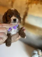 Penny, a female Cavapoo for sale in Carlsbad, CA – Photo 8 of 10