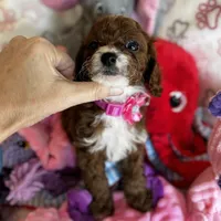 Penny Lane- Tiny Toy Girl Cavapoo girl , a female Cavapoo for sale in Carlsbad, CA – Photo 7 of 10