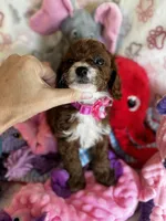 Penny, a female Cavapoo for sale in Carlsbad, CA – Photo 7 of 10