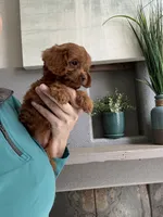 Maize , a female Cavapoo for sale in Carlsbad, CA – 2 of 10