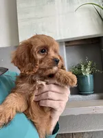 Kevin , a male Cavapoo for sale in Carlsbad, CA – 8 of 10