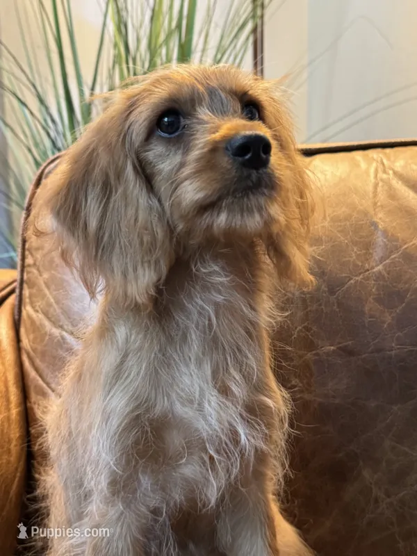 F1 Cavapoo girl Ruby – Cavapoo puppy for sale in Carlsbad, CA