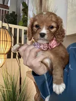 Lucy, a female Cavapoo for sale in Carlsbad, CA – 8 of 10