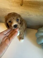 Leo, a male Cavapoo for sale in Carlsbad, CA – 6 of 10