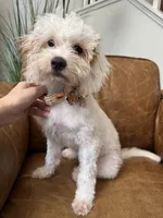 Fiona, a female Cavapoo and Poodle - Miniature  for sale in Carlsbad, CA – 3 of 10