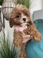 Fanny, a female Cavapoo for sale in Carlsbad, CA – 4 of 10