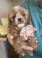 Light red Cavapoo girl with White 2, a female Cavapoo for sale in Carlsbad, CA – 3 of 10