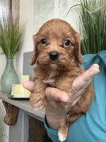 Buddy, a male Cavapoo for sale in Carlsbad, CA – 2 of 10