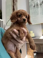 Tiny Tim, a male Cavapoo for sale in Carlsbad, CA – 9 of 10