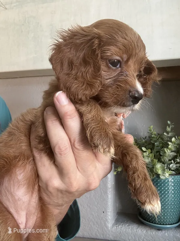 Toffee Toy Cavapoo girl  – Cavapoo puppy for sale in Carlsbad, CA