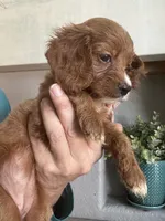 Toffee Toy Cavapoo girl , a female Cavapoo for sale in Carlsbad, CA – 1 of 9
