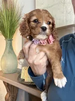 Lucy, a female Cavapoo for sale in Carlsbad, CA – 3 of 10