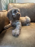 F1 Cavapoo boy Tomas, a male Cavapoo for sale in Carlsbad, CA – 9 of 10