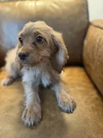 F1 Cavapoo girl Blondie, a female Cavapoo for sale in Carlsbad, CA – 3 of 10