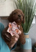 Little Red- Toy Cavapoo girl , a female Cavapoo for sale in Carlsbad, CA – 2 of 9