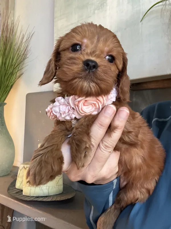 Lilly – Cavapoo puppy for sale in Carlsbad, CA