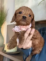 Lilly, a female Cavapoo for sale in Carlsbad, CA – 1 of 10
