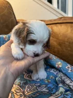 Clyde, a male Cavapoo for sale in Carlsbad, CA – 6 of 9