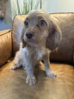 F1 Cavapoo girl Blondie, a female Cavapoo for sale in Carlsbad, CA – 2 of 10