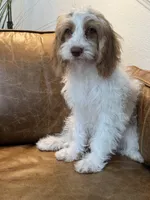 F1 Cavapoo girl Melissa, a female Cavapoo for sale in Carlsbad, CA – 8 of 9