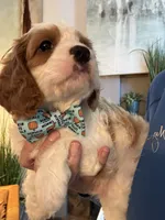 Finnick, a male Cavapoo for sale in Carlsbad, CA – 7 of 10