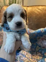 Crash , a male Cavapoo for sale in Carlsbad, CA – 8 of 10