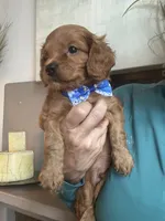 Toby red Cavapoo boy , a male Cavapoo for sale in Carlsbad, CA – 9 of 10