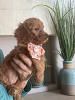 Ginger- red toy Cavapoo , a female Cavapoo for sale in Carlsbad, CA – 5 of 10